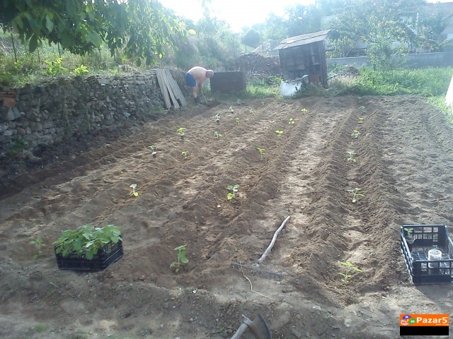 Paulownia Paulovnia Paulovnija Paulina Polonia пау