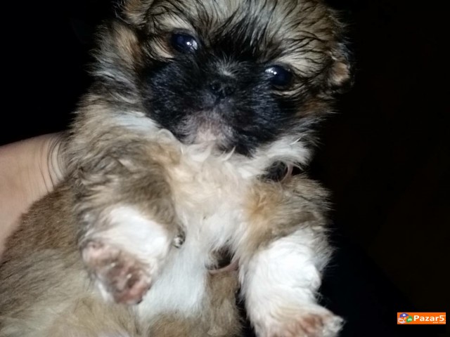 Minijaturni Kralski Pekinezei Preubavi