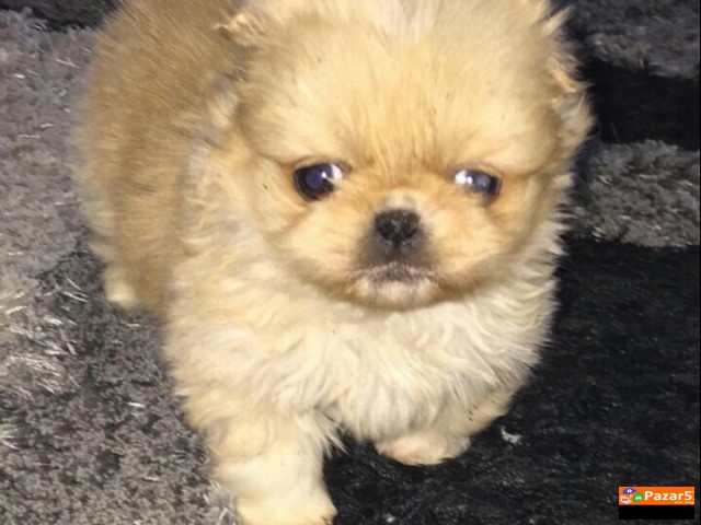 Minijaturni Kralski Pekinezei Preubavi