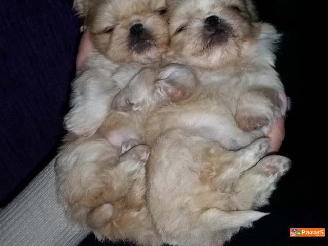 Minijaturni Kralski Pekinezei Preubavi