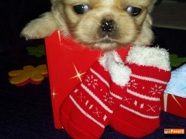 Minijaturni Kralski Pekinezei Preubavi