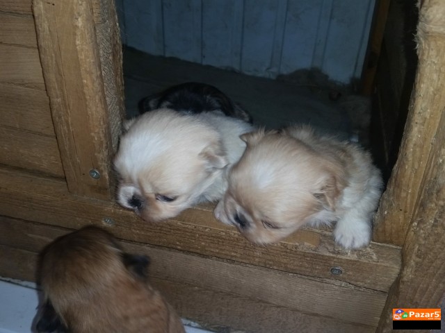 Minijaturni Kralski Pekinezei Preubavi