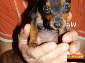 Dzudzest Pinc Preubavi Od Naj Malite