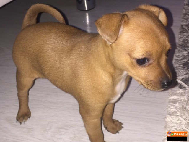 Dzudzest Pinc Preubavi Od Naj Malite