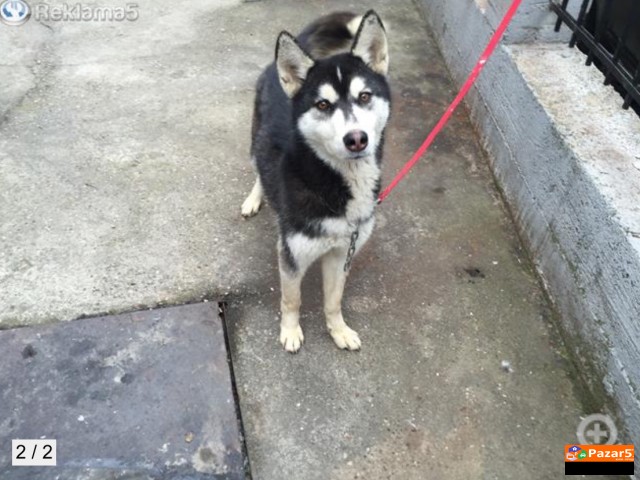 Sibirska Haska Preubava 5 Mesecna 