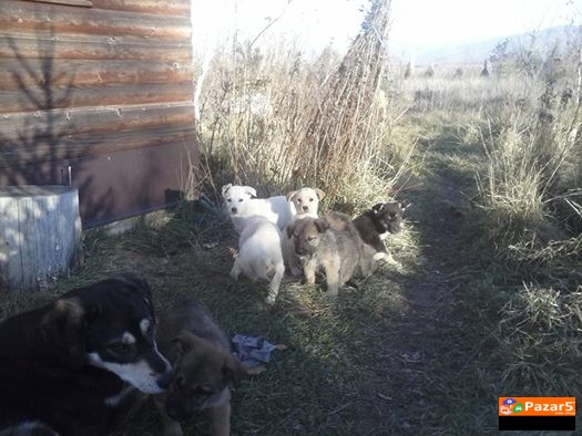 Polonuvam 4mali Slatki Kucenca So Sreden Rast