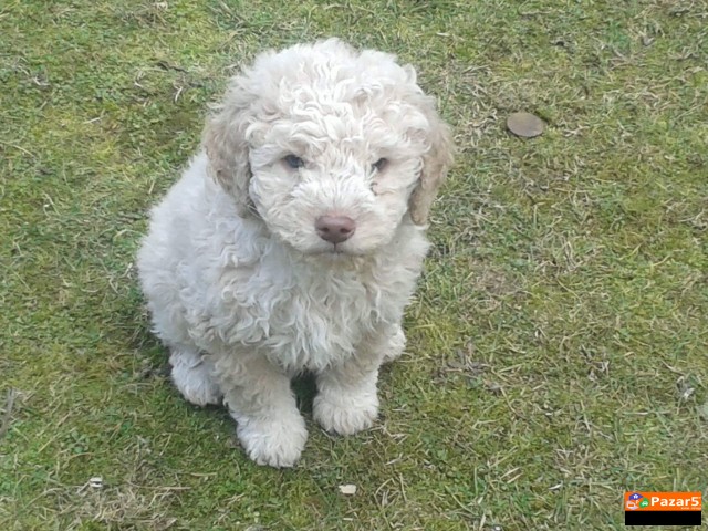 Prodavam Kucenca Lagotto Romagnolo