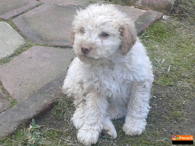 Prodavam Kucenca Lagotto Romagnolo