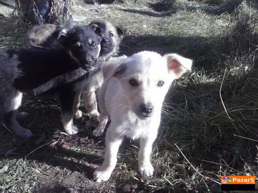 Poklonuvam 4 Slatki Kucenca Na 3 Meseci Za Nadv