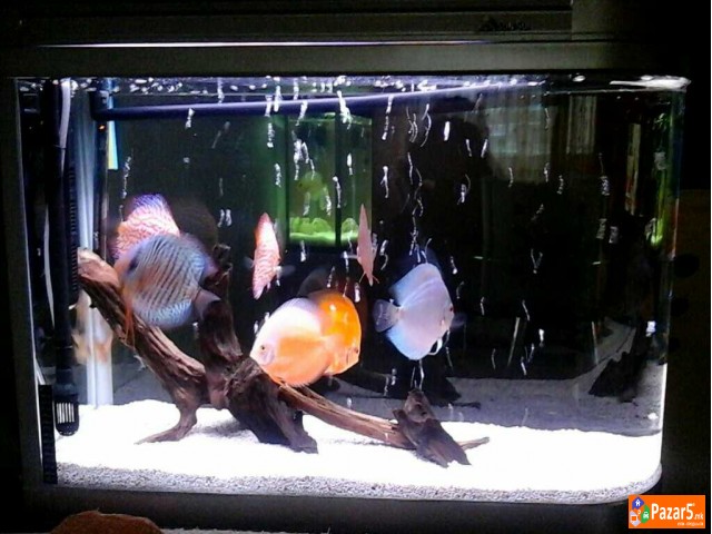 Ŕibi Diskus I Akvarivm