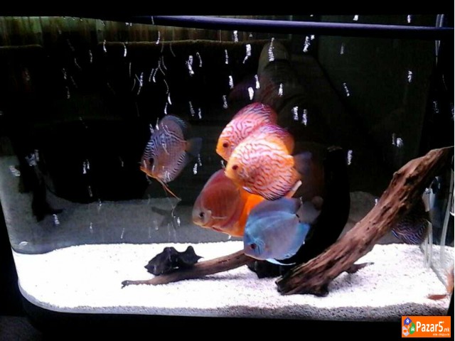 Ŕibi Diskus I Akvarivm