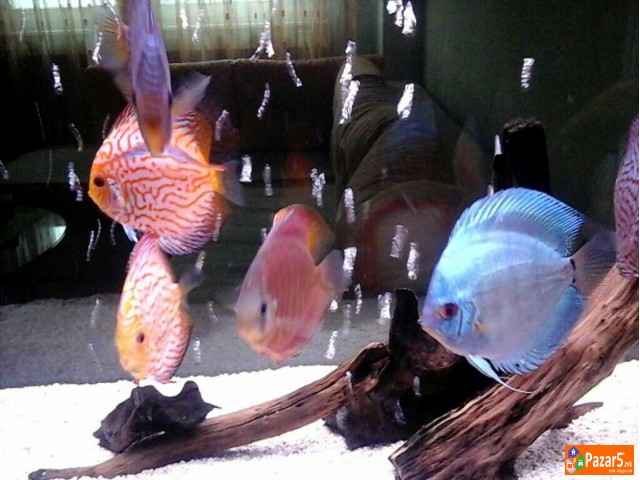 Ŕibi Diskus I Akvarivm