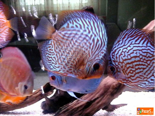 Ŕibi Diskus I Akvarivm