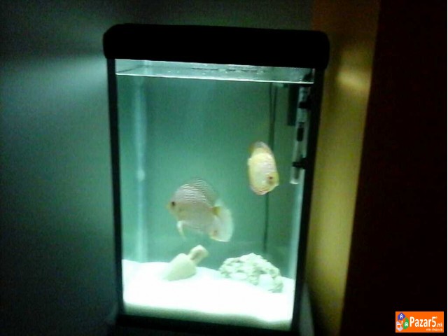 Ŕibi Diskus I Akvarivm