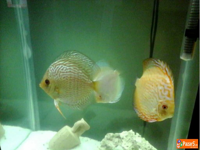 Ŕibi Diskus I Akvarivm