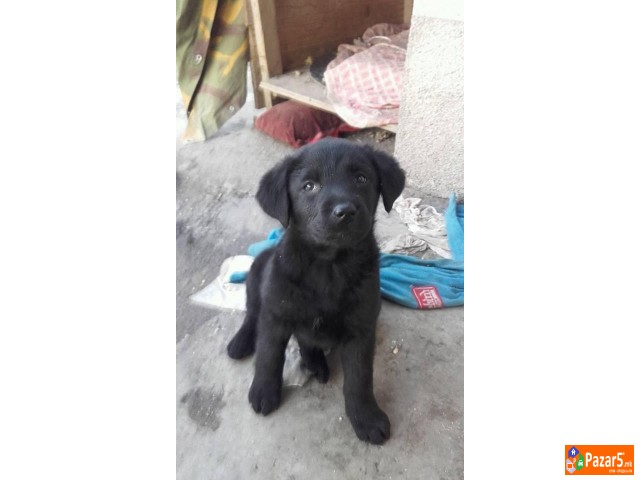 Crni Labradori 