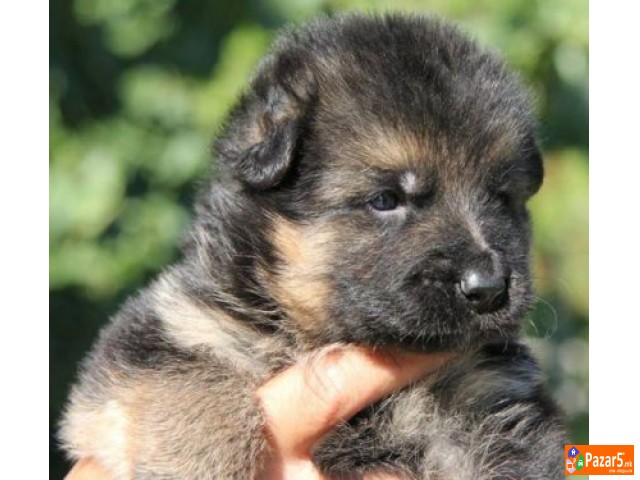 Germanski Ovcari Vucjak Malecki Preubavi Maski