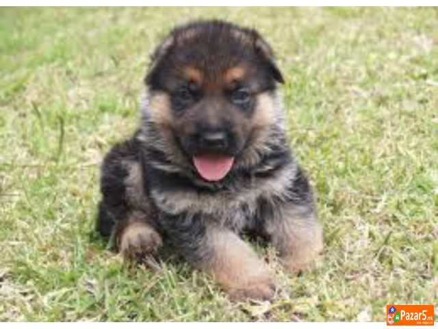 Germanski Ovcari Vucjak Malecki Preubavi Maski