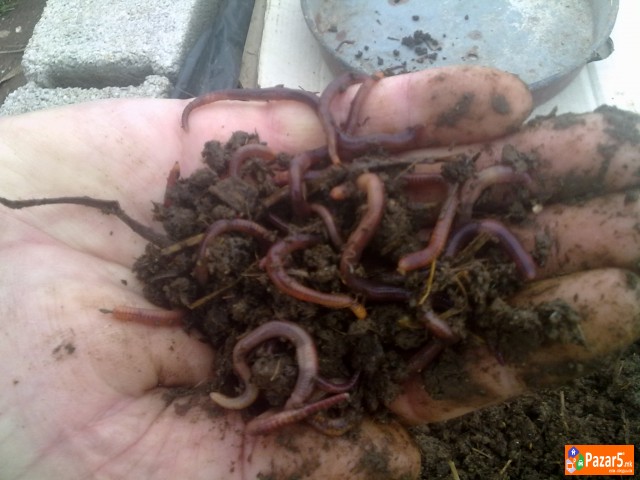 КАЛИФОРНИСКИ ЦРВИ