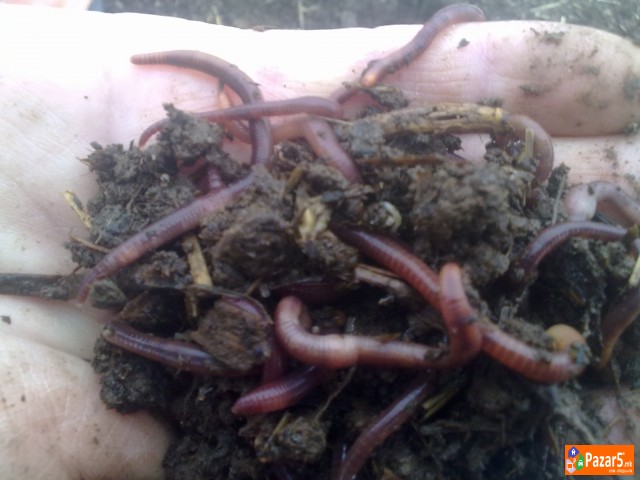 КАЛИФОРНИСКИ ЦРВИ