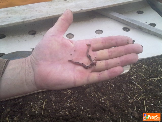 КАЛИФОРНИСКИ ЦРВИ