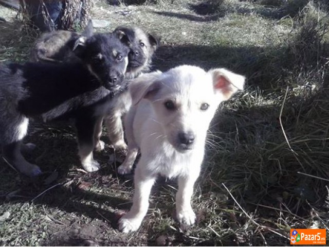 Poklonuvam 2 Slatki Kucenca Na 3 Meseci