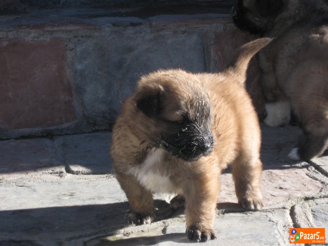 Se Prodavaat Mali Sarplanincina 5000 Denari