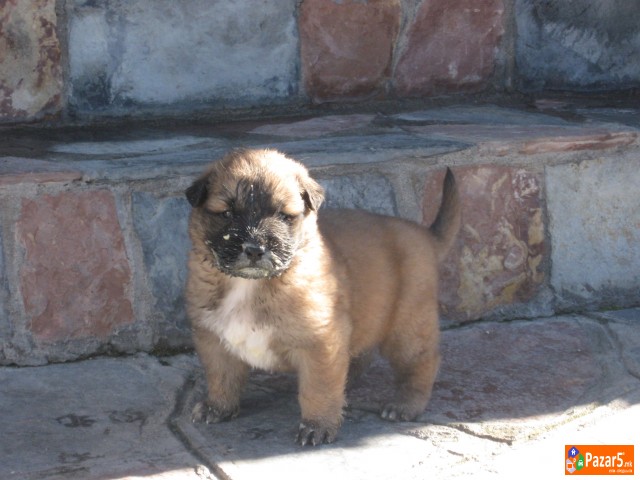 Se Prodavaat Mali Sarplanincina 5000 Denari