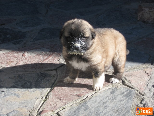 Se Prodavaat Mali Sarplanincina 5000 Denari