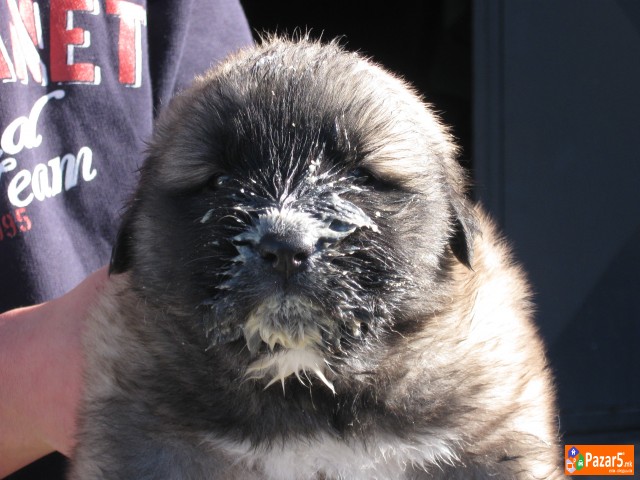 Se Prodavaat Mali Sarplanincina 5000 Denari