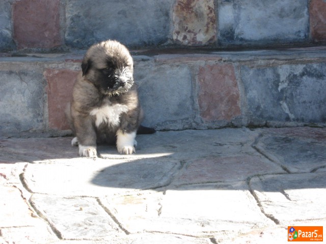 Se Prodavaat Mali Sarplanincina 5000 Denari