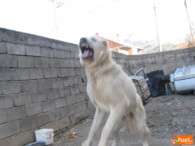 Se Prodava Azijat Star18 Meseci 200 Eur