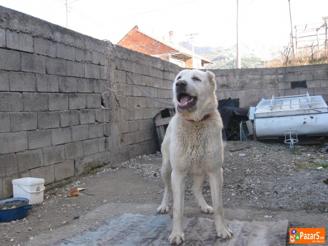 Se Prodava Azijat Star18 Meseci 200 Eur