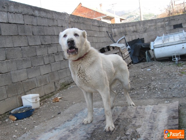 Se Prodava Azijat Star18 Meseci 200 Eur