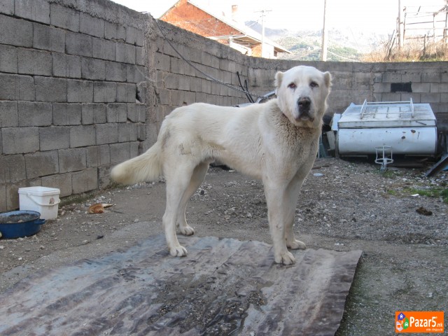 Se Prodava Azijat Star18 Meseci 200 Eur