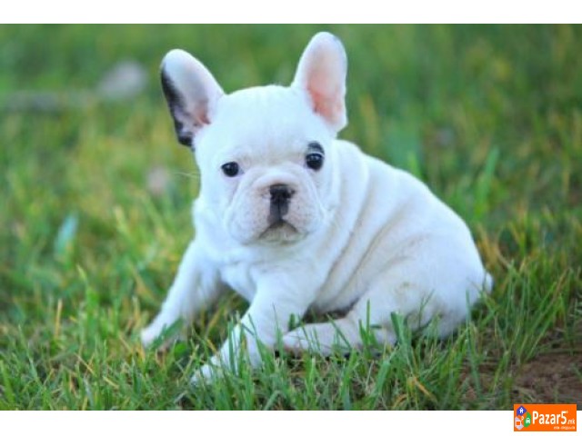 Француски Булдог 
