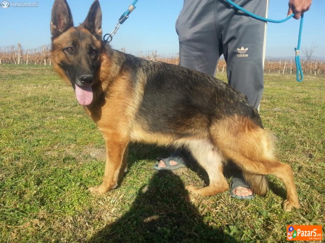 Germanski Ovcar-ekstra Zenki