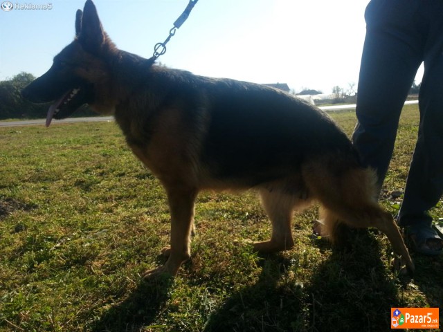 Germanski Ovcar-ekstra Zenki