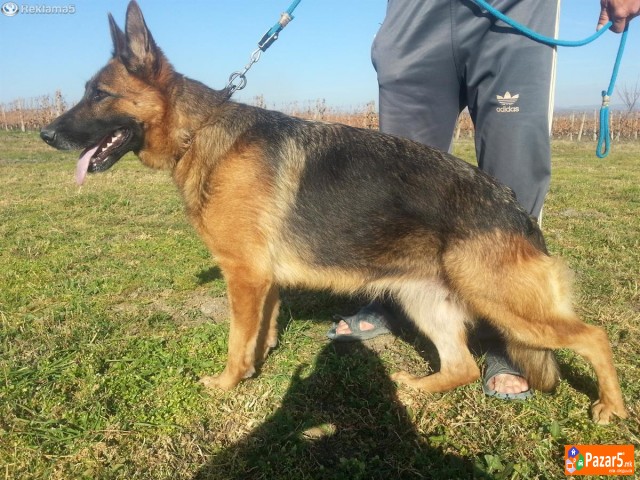 Germanski Ovcar-ekstra Zenki