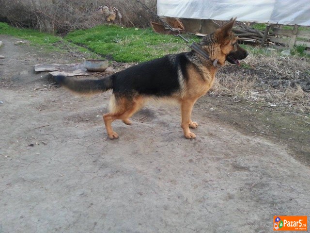 Germanski Ovcar-ekstra Zenka 