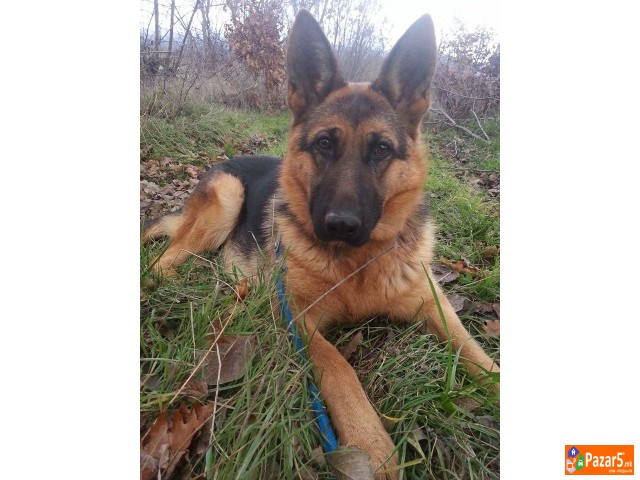 Germanski Ovcar-ekstra Zenka 