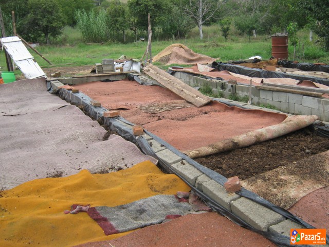 КАЛИФОРНИСКИ ЦРВИ