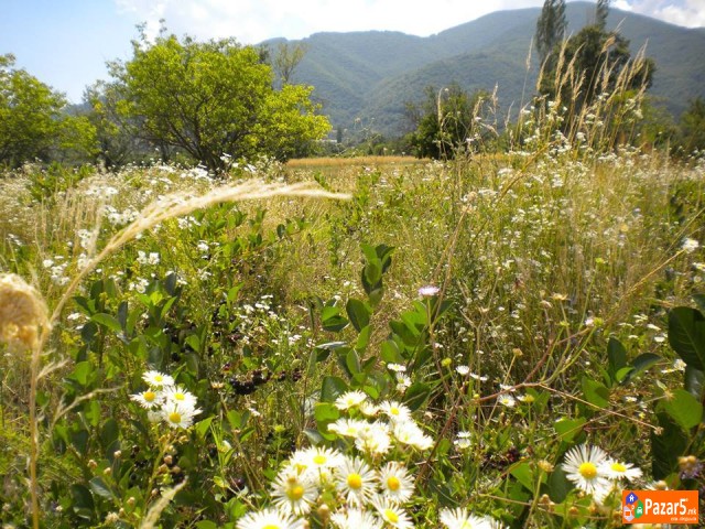 Eliksirot-lek Na Vistinata Plodot Na Ljubovta