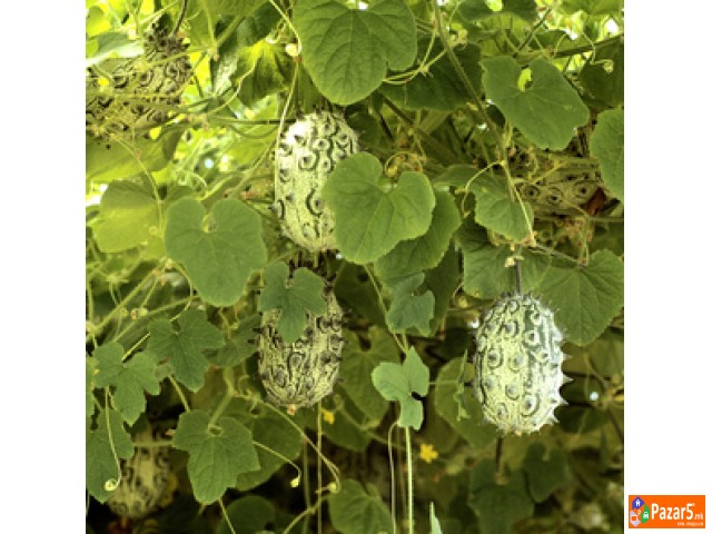 Kiwano I Karela (gorka Dinja) ..... саден материја