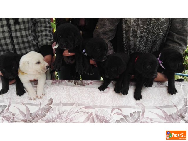 Labrador Kucenca !!!