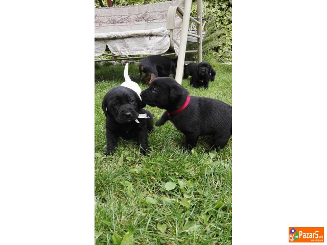 Labrador Kucenca !!!