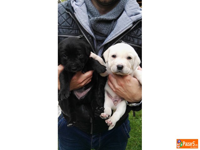 Labrador Kucenca !!!