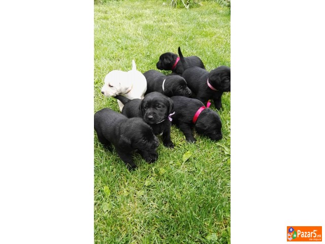 Labrador Kucenca !!!