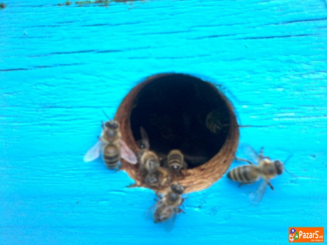 Pceli, Pcelni Semejstva, Rojcinja, Roevi