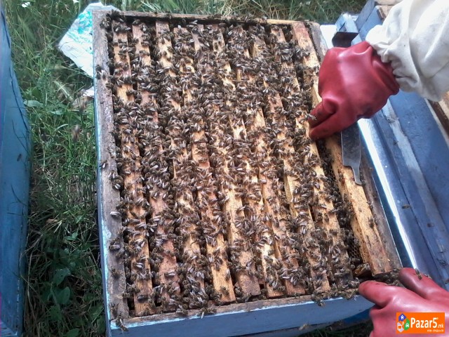 Pceli, Pcelni Semejstva, Rojcinja, Roevi